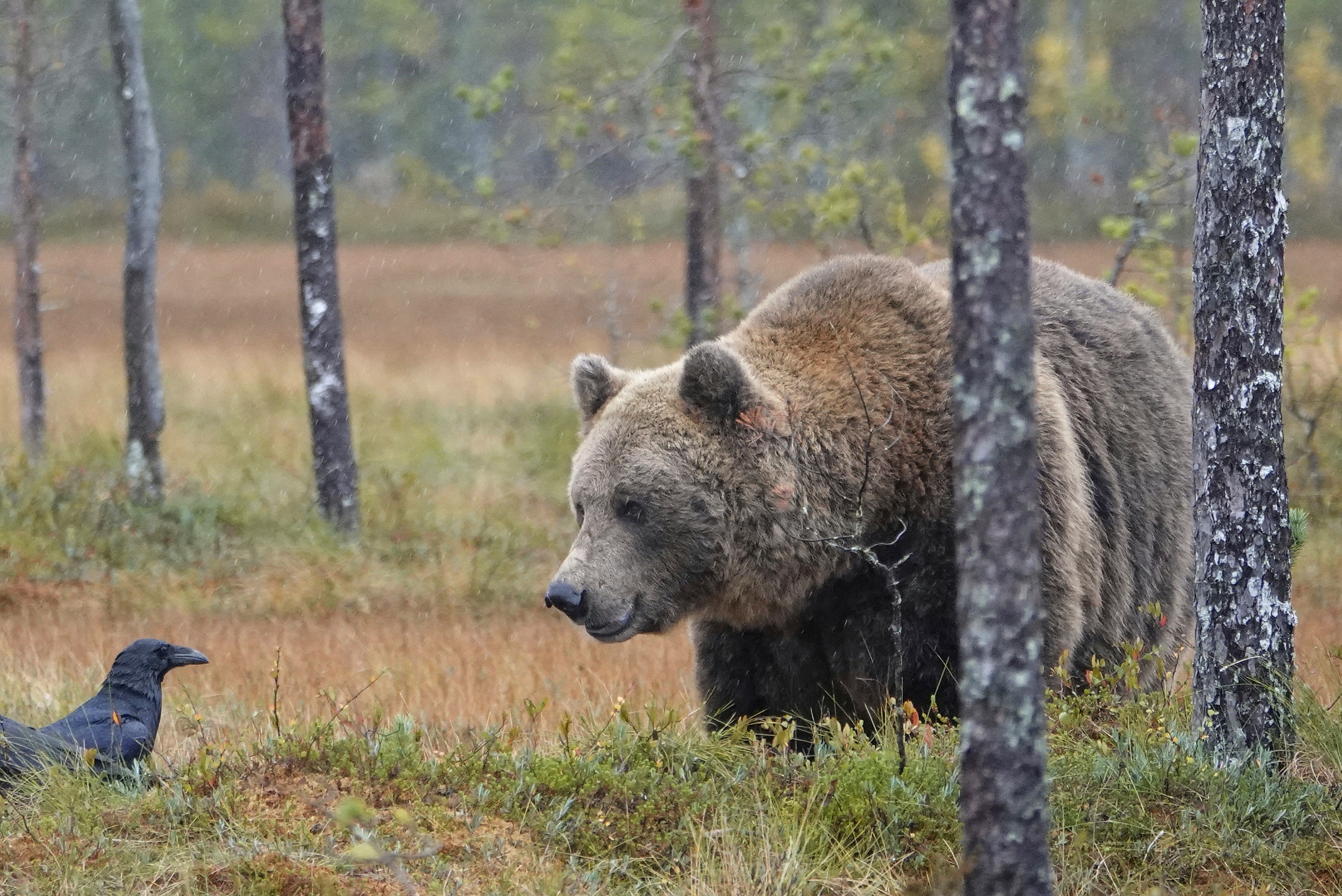 Ours brun près d'un corbeau